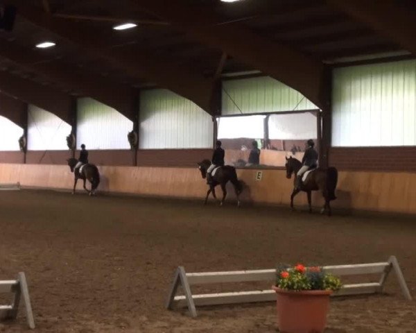 dressage horse Galileo 135 (Westphalian,  )