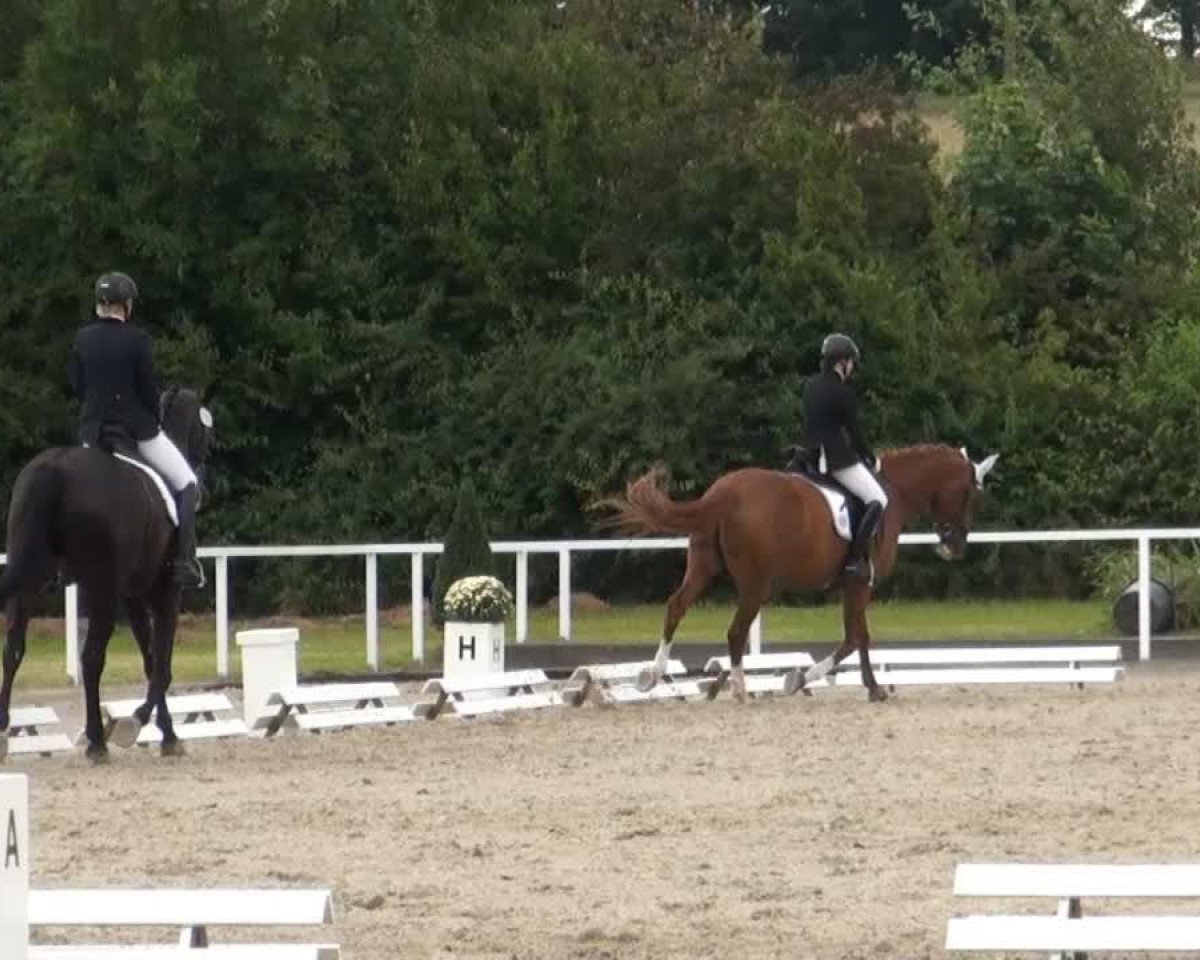 dressage horse Ruby 153 (Hanoverian, 2007, from Royal Blend)