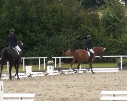 dressage horse Ruby 153 (Hanoverian, 2007, from Royal Blend)