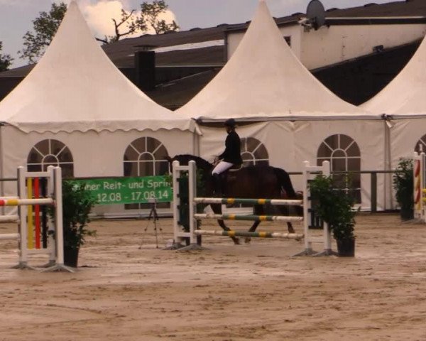 dressage horse Charlotte T (Westphalian, 2008, from Cirhus)