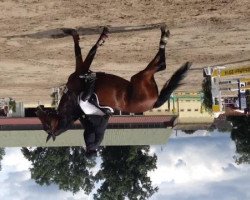 jumper Celina (Zweibrücken, 2007, from Cerdic)