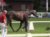 broodmare Chanel (Westphalian, 2011, from Captain Fire)