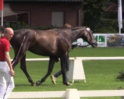 Zuchtstute Chanel (Westfale, 2011, von Captain Fire)