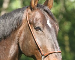 horse Le Grand Chevalier (Czech Warmblood, 2000, from Grand Step)