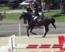 dressage horse Grandioso (unknown,  )