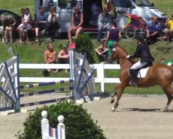 dressage horse Nico 1352 (German Riding Pony, 2004, from Nature Boy)