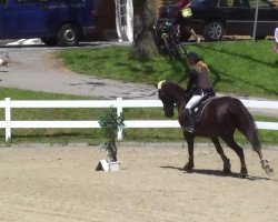 dressage horse Goliath (unknown, 2008)