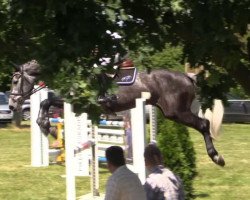 broodmare Cayade (Holsteiner, 2009, from Cayado 3)