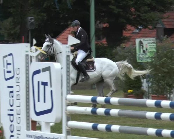 jumper Finish (Hanoverian, 2006, from Salito)