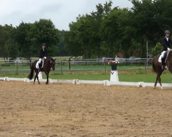 dressage horse Stendern (German Riding Pony, 2011)