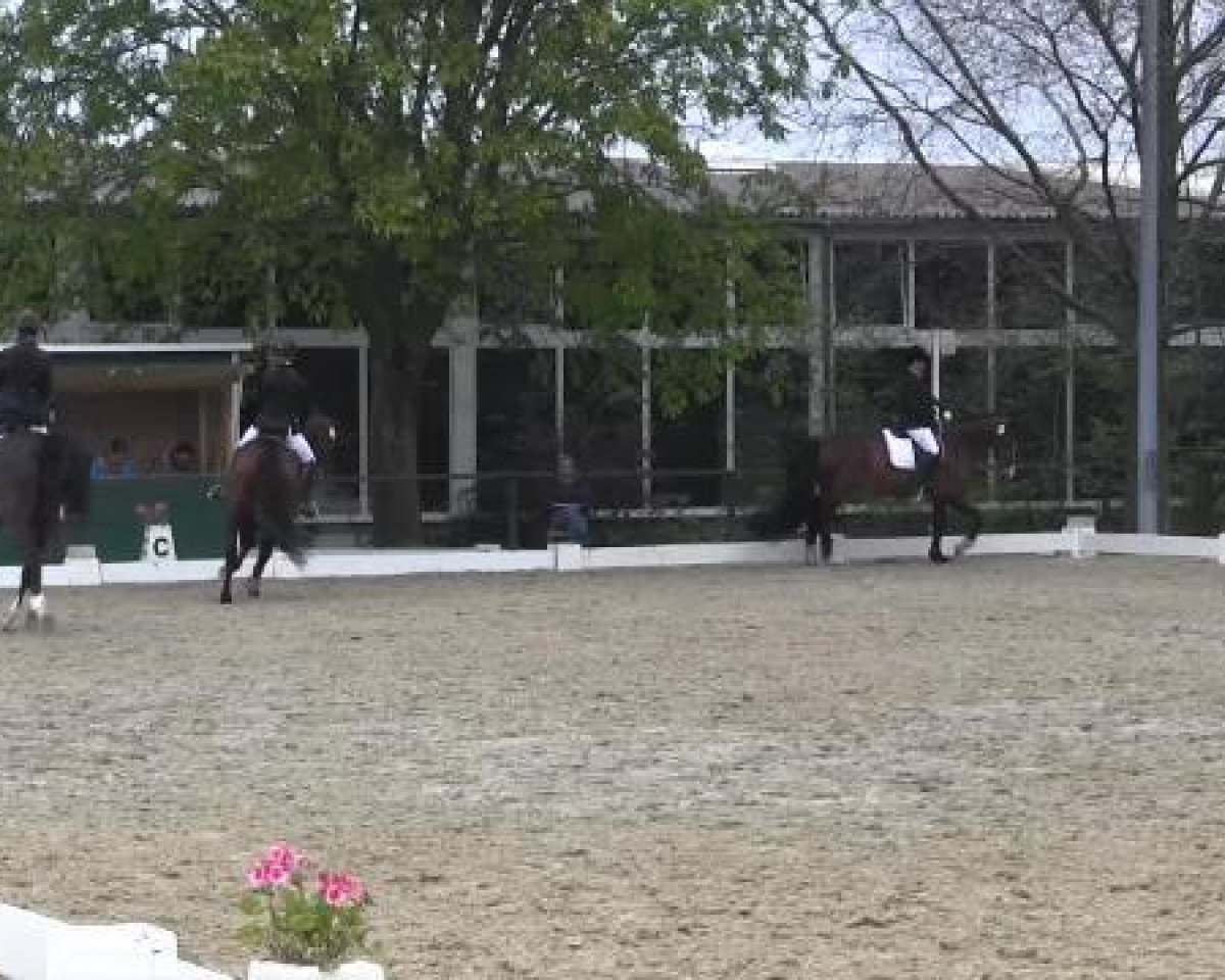 dressage horse Hamona -Go (Trakehner, 2009, from Ballzauber)
