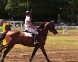 jumper Hancock Gräns (Swedish Warmblood, 2008, from Tornesch)