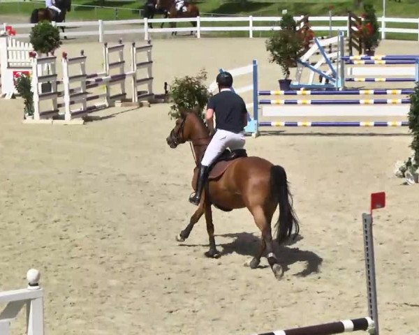 jumper Lasikaa CE (Oldenburg show jumper, 2010, from Larimar)