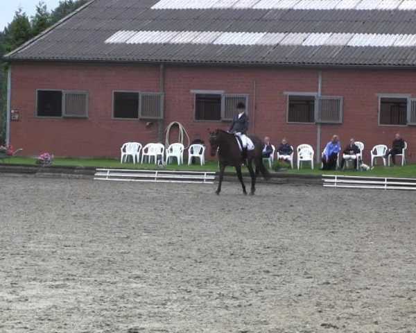 dressage horse Just Dance aka Johnny (KWPN (Royal Dutch Sporthorse), 2008, from Glock's Johnson Tn)