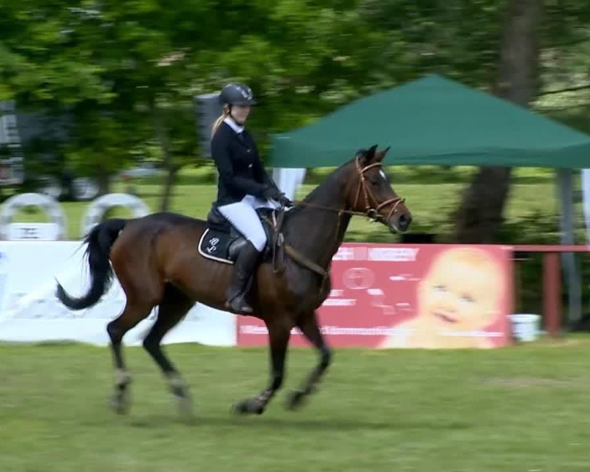 broodmare Cassis 63 (Hanoverian, 2008, from Comte)