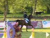 Springpferd Cento Per Cento Cg (Luxemburgisches Reitpferd, 2002, von Cento)