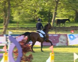 jumper Cento Per Cento Cg (Luxembourg horse, 2002, from Cento)