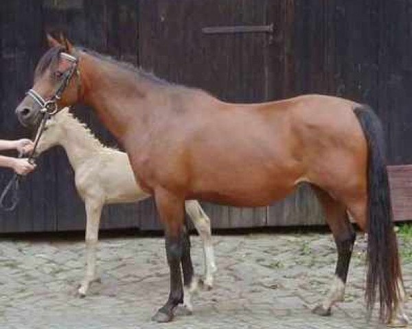broodmare Mouammil's Dakila (Arabian thoroughbred, 1994, from Anthal)