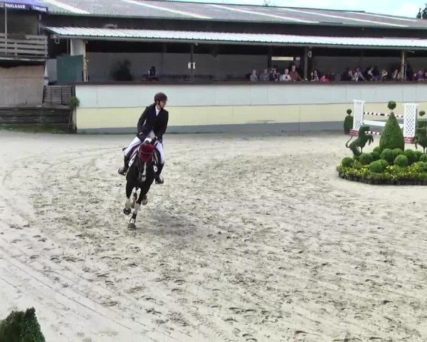 jumper Quanah the warrior (Irish Sport Horse, 2005, from Red Navaho)