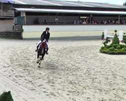 jumper Quanah the warrior (Irish Sport Horse, 2005, from Red Navaho)