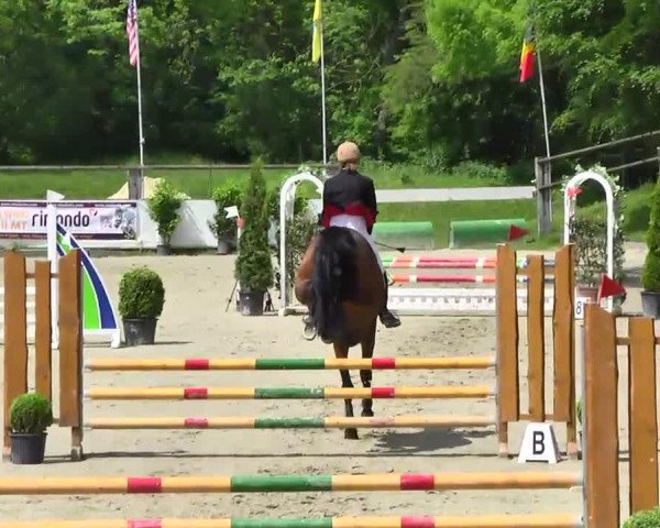 jumper Amira 158 (KWPN (Royal Dutch Sporthorse), 2005, from Tangelo van de Zuuthoeve)