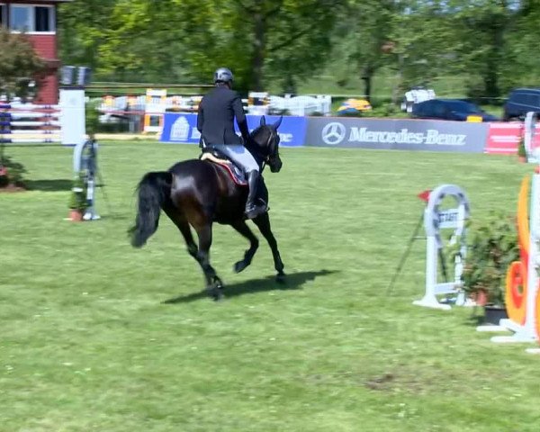 Pferd Geysina (Hannoveraner, 2008, von Geysir)