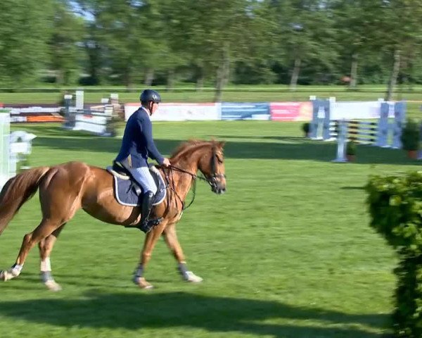 broodmare Buffy L (Oldenburg show jumper, 2008, from Balou du Rouet)