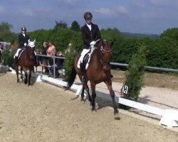 dressage horse Monty 571 (Pony without race description, 2000)