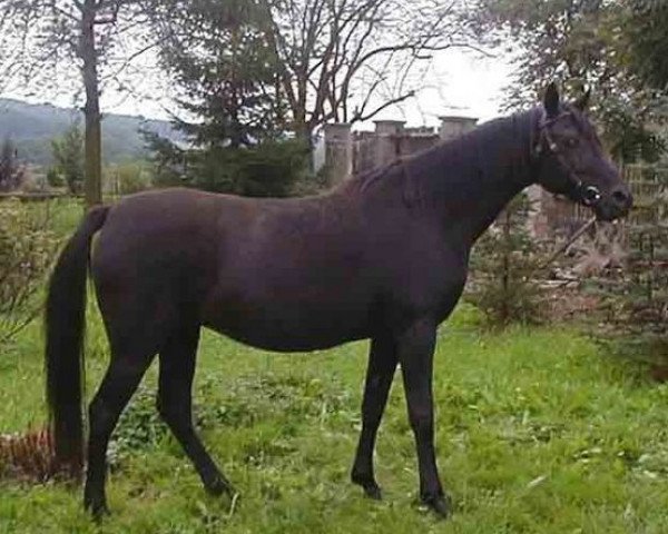 broodmare Messina (Arabian thoroughbred, 1993, from Ghorab EAO)