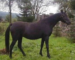 broodmare Messina (Arabian thoroughbred, 1993, from Ghorab EAO)