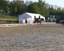 dressage horse Fokus 19 (Westphalian, 2010, from Fürst Grandios)