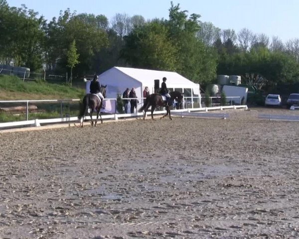 dressage horse Jazz Lady 2 (Westphalian, 2009, from Jazz Rubin)