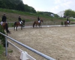 dressage horse Lucina S (Hanoverian, 2007, from Londonderry)