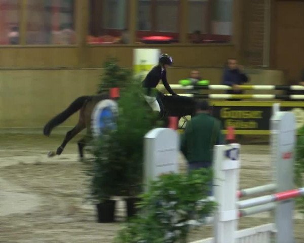 jumper Cesaro 5 (Holsteiner, 2009, from Carentan)