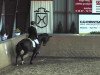 dressage horse Dieffenbach (Hanoverian, 2008, from Don Henrico)