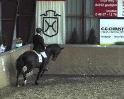 dressage horse Dieffenbach (Hanoverian, 2008, from Don Henrico)