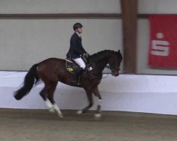 dressage horse Picasso (Nederlands Welsh Ridepony, 2010, from Jurjen H)