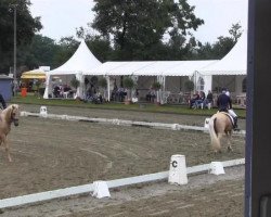 stallion Tackmann's Giotto (German Riding Pony, 2011, from HET Golden Dream)