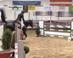 jumper Leoville las Cases (Hanoverian, 2006, from Lauro)