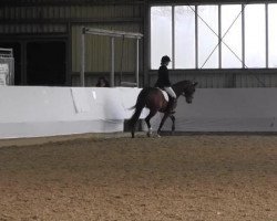 dressage horse Domino 927 (Hanoverian, 2010, from D-Online)