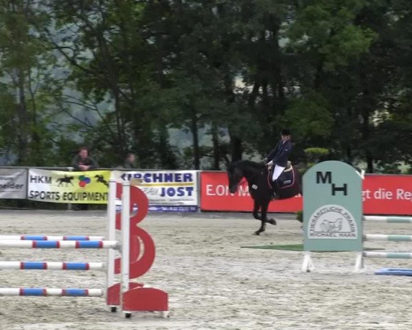 jumper Chateau Noir 3 (Oldenburg show jumper, 2009, from Concetto)