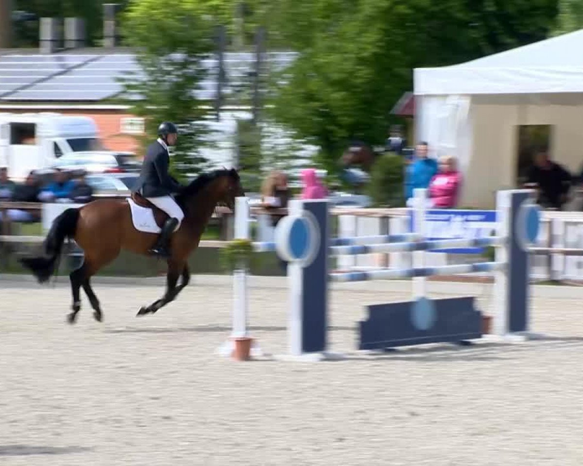 Deckhengst Yalambi's Val D'Isere VDL (Anglo Europäisches Sportpferd, 2002, von Broere Atlantic)
