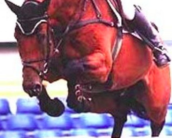 stallion Action Hero (Holsteiner, 1993, from Acord II)