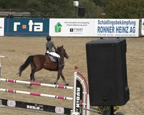 Reitturnier Wädenswil 2020