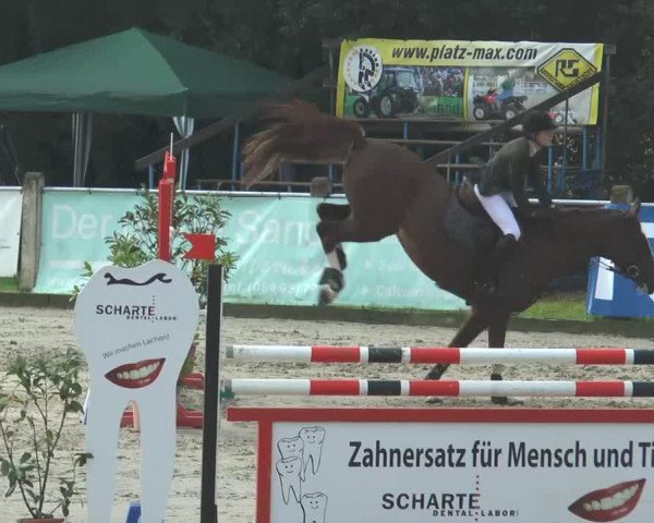 Springpferd Corona 120 (KWPN (Niederländisches Warmblut), 2007, von Tangelo van de Zuuthoeve)