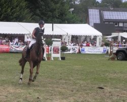 jumper Desteny Z (Zangersheide riding horse, 2004, from Dutch Capitol)