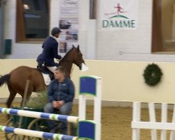 jumper Earldom Bw (KWPN (Royal Dutch Sporthorse), 2009, from Lord Z)