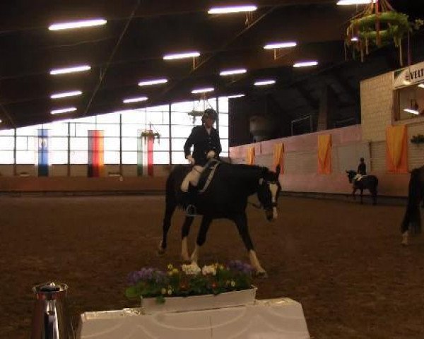 dressage horse Der Kleine Braune ZH (Hanoverian, 2007, from Dancier)