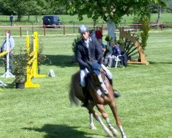 jumper Conthargo's Star (Oldenburg show jumper, 2008, from Conthargos)