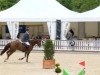 broodmare Latiziana (Oldenburg show jumper, 2008, from Ludwigs As)